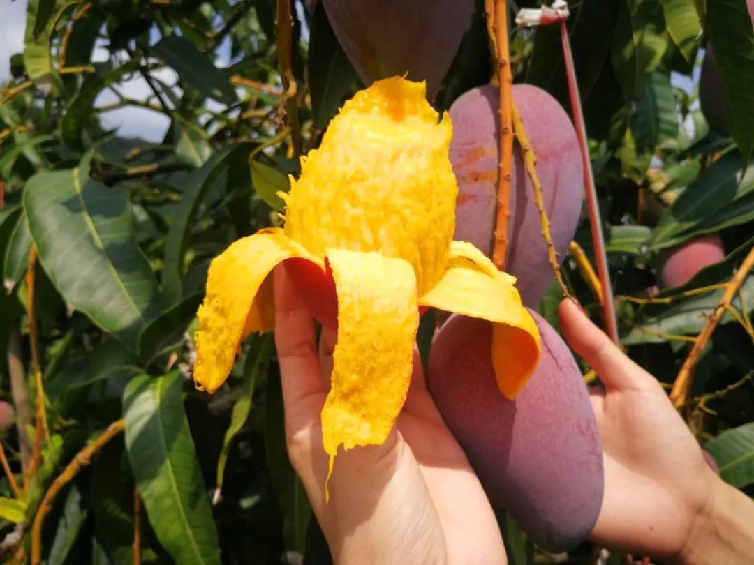 本周上新｜番薯黄夹，贵妃芒，松茸金笋酱……一口吃掉一个春天！