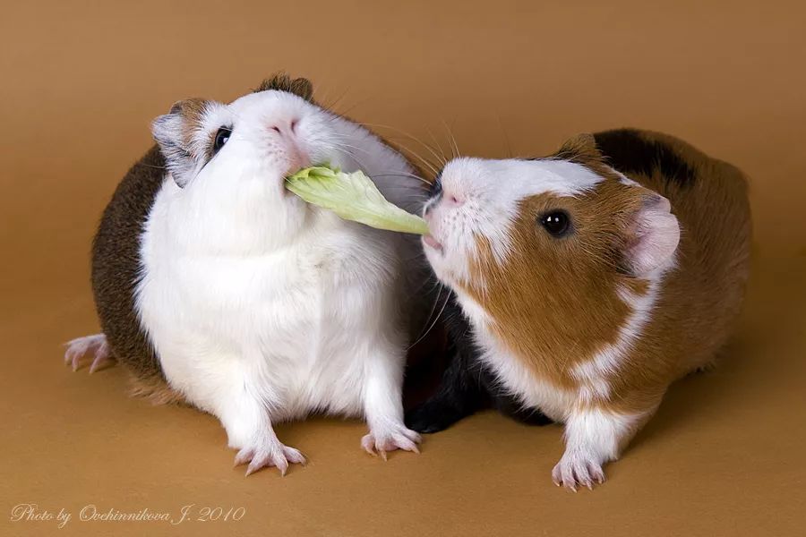 怎么让银狐仓鼠活得久,如何让仓鼠活得久