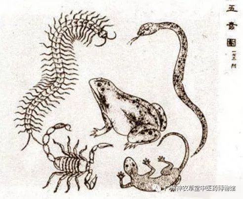 涓嵂浜旀瘨鍔熸晥,涓尰浜旀瘨鐢ㄨ嵂绮鹃珦