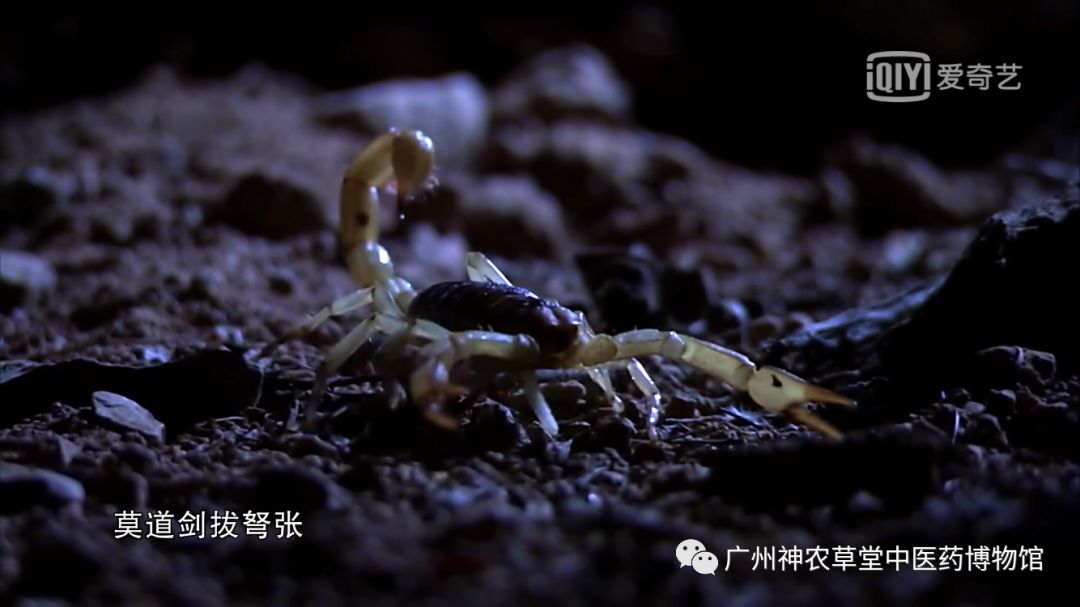 涓嵂浜旀瘨鍔熸晥,涓尰浜旀瘨鐢ㄨ嵂绮鹃珦