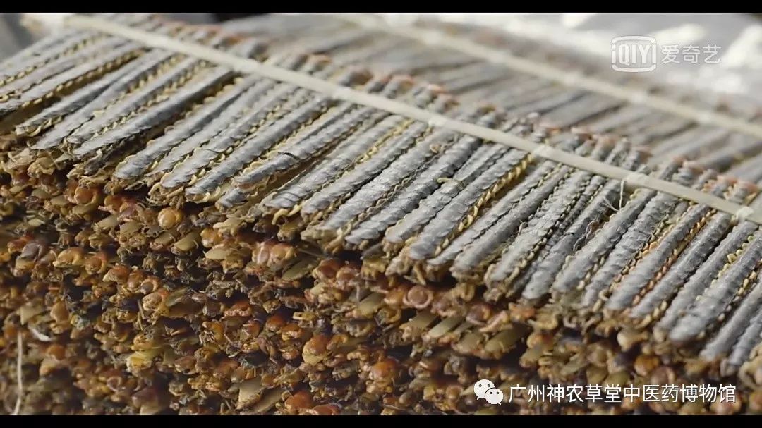涓嵂浜旀瘨鍔熸晥,涓尰浜旀瘨鐢ㄨ嵂绮鹃珦