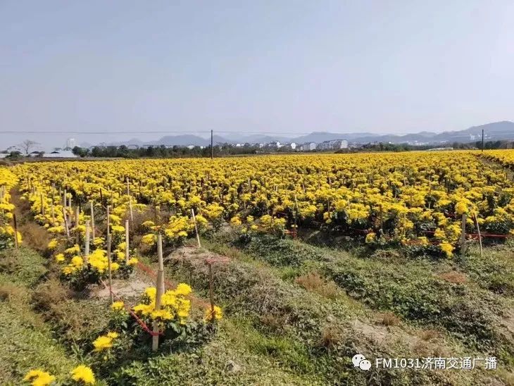 春季养生清肝食物大全图片,春天清肝火明目的食物