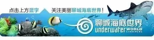 山东聊城旅游景点海底世界,聊城海底世界景区介绍