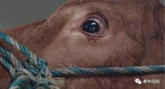 养牛要注意哪些事项牛才不爱生病,养牛人必看十大技巧