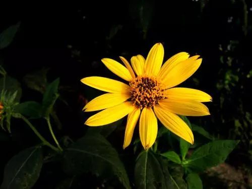 它被称作植物中的“小型吸盐机”，在我国种植潜力极大