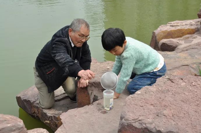 宠物蚕宝宝变成飞蛾,小宠物蚕宝宝