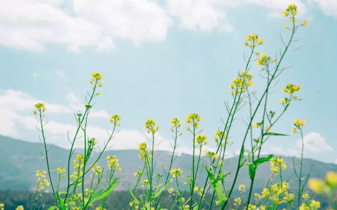 最美的养心诗词,美到心碎最触动心灵的十句诗词