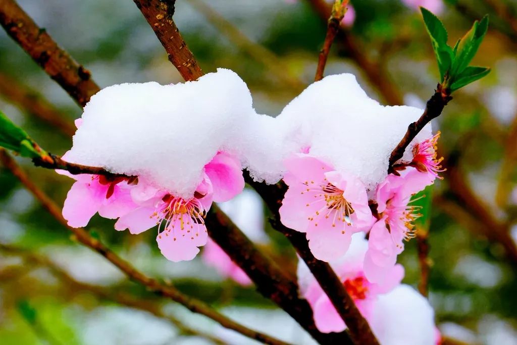 夷陵美|冬去春来~