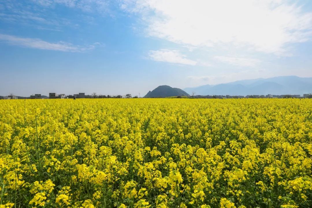 深渡镇旁边拍油菜花最佳位置在哪,深坡花海