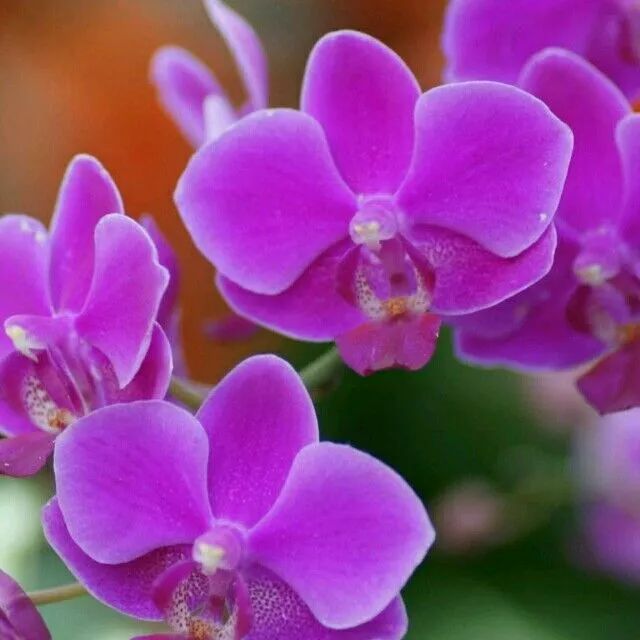 养花必备神器推荐图,养花万能神器怎么用