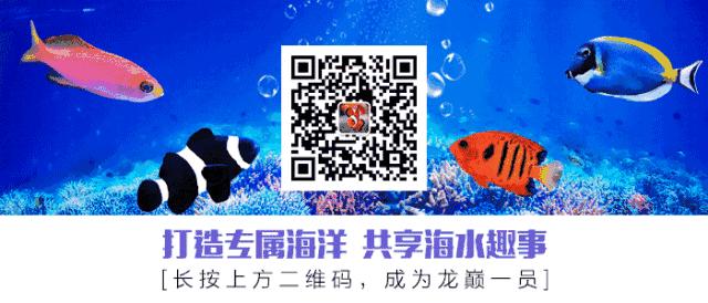 海马入缸几天喂食,海马怎么培植