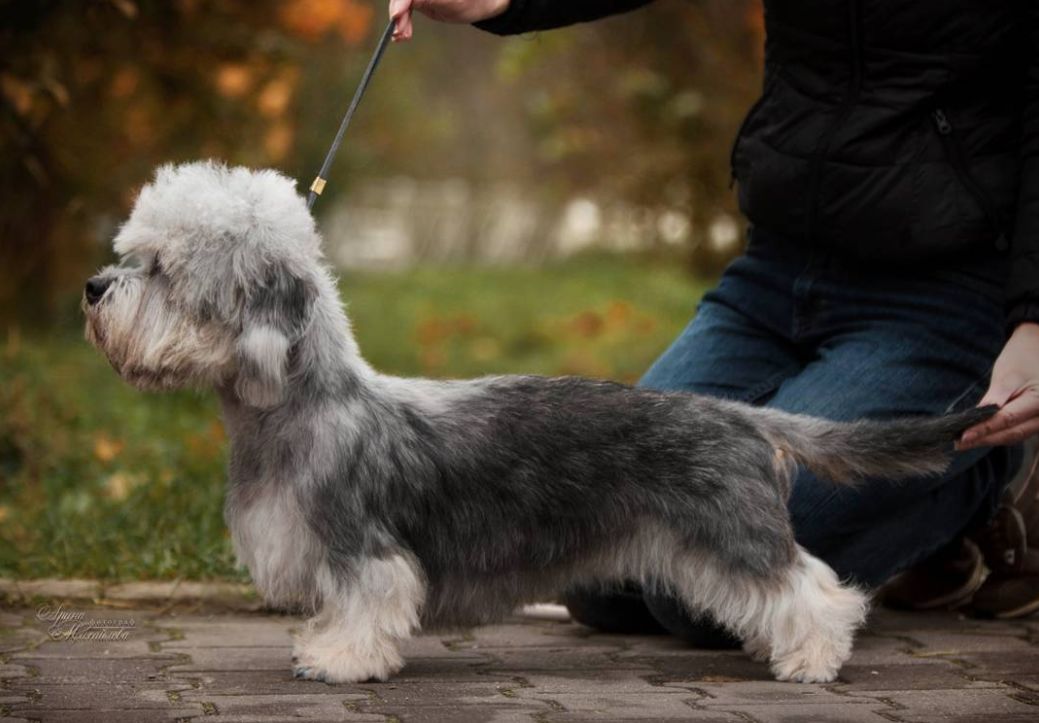 除了长得像绵羊之外，这种狗还另类得可怕！|犬种