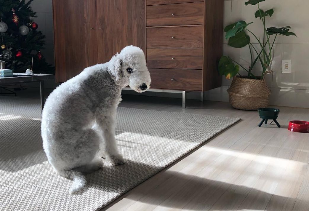 除了长得像绵羊之外，这种狗还另类得可怕！|犬种