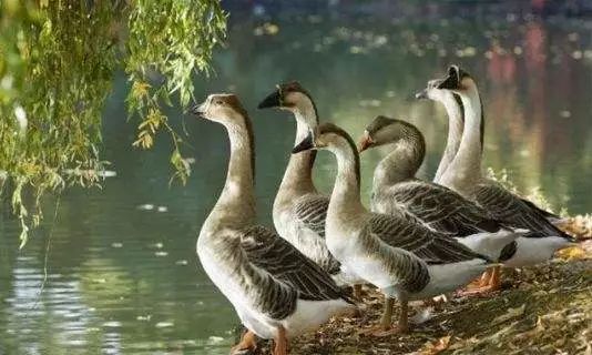 养鹅行情分析及前景,养鹅行情不好的时候怎样赚钱