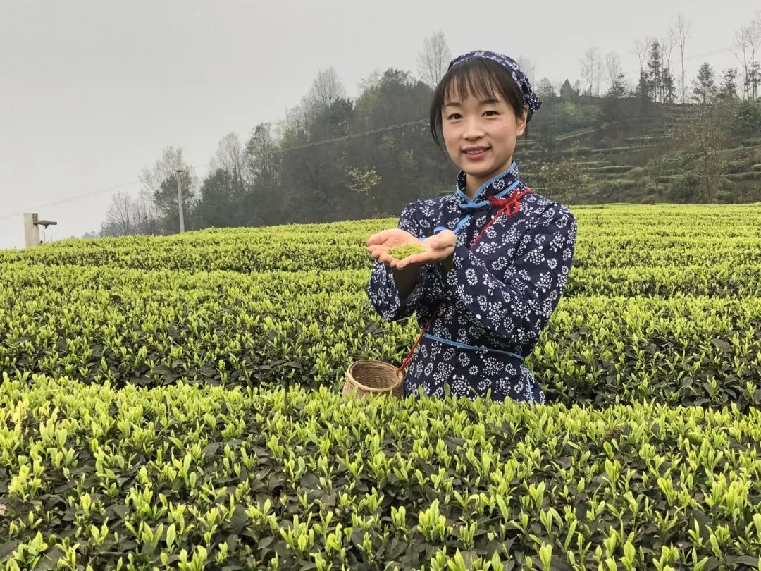 五粮液最近销量怎么样,五粮液逆势前后对比