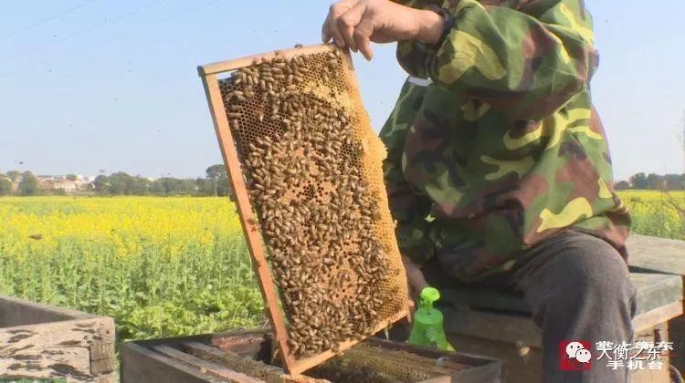 青春衡东：春来花开采蜜忙，欧金华沿着花的足迹迁徙