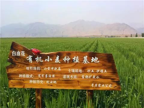河套小麦知识,河套小麦为啥好