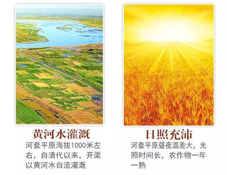 河套小麦知识,河套小麦为啥好