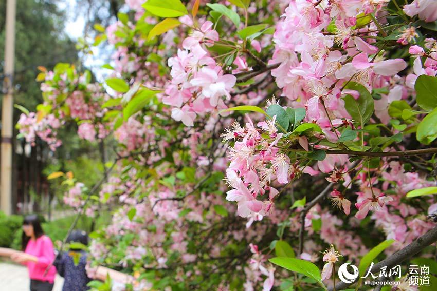 每一朵花开都是春天的诗句,当花遇上诗词每一朵花开都是春天