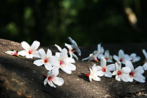 每一朵花开都是春天的诗句,当花遇上诗词每一朵花开都是春天