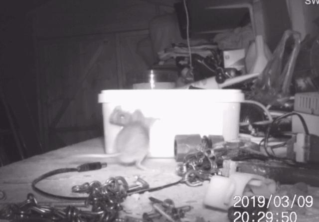 桌面每晚都被神秘力量整顿干净，装了监控才发现居然是老鼠在收拾?!