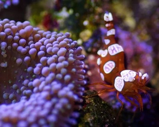 海水鱼缸微缸,如何打造一个海水缸