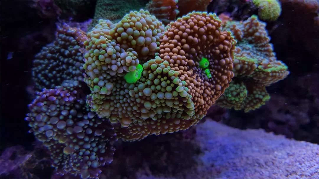 海水鱼缸微缸,如何打造一个海水缸