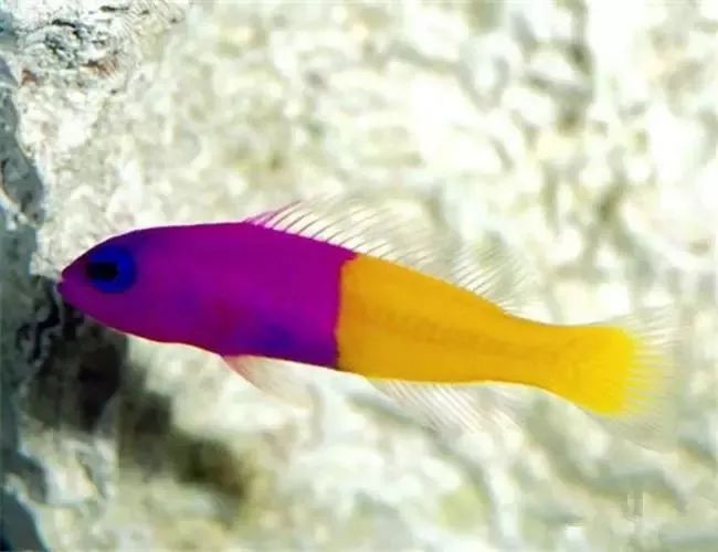 海水鱼缸微缸,如何打造一个海水缸