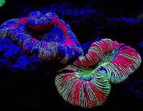 海水鱼缸微缸,如何打造一个海水缸