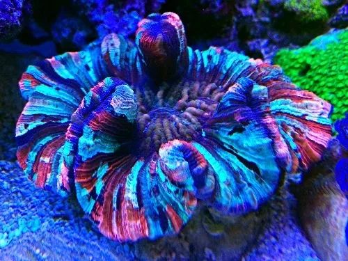 海水鱼缸微缸,如何打造一个海水缸