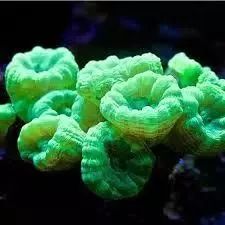 海水鱼缸微缸,如何打造一个海水缸