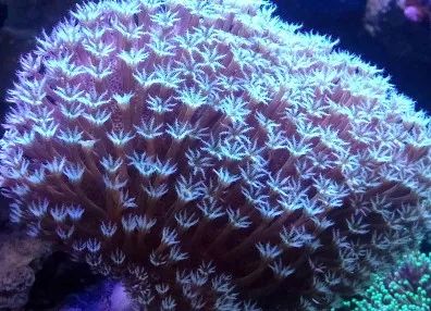 海水鱼缸微缸,如何打造一个海水缸