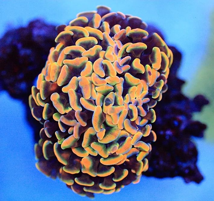 海水鱼缸微缸,如何打造一个海水缸