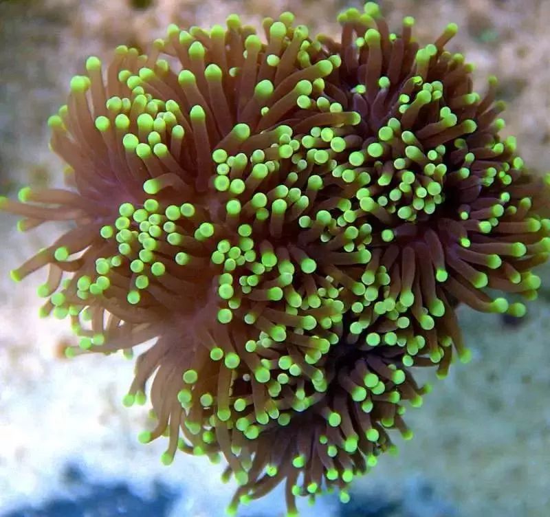 海水鱼缸微缸,如何打造一个海水缸