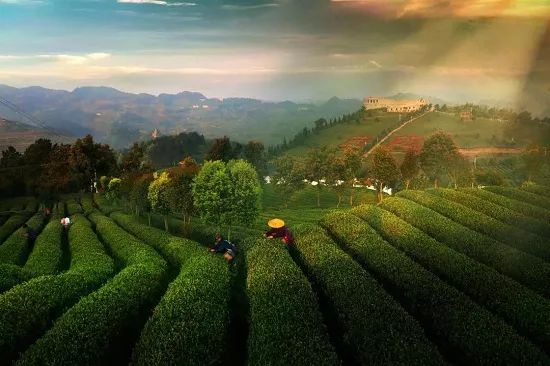 贵州绿茶怎么辨别档次,贵州出什么绿茶