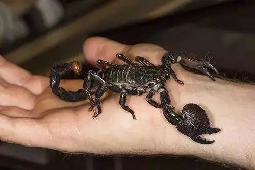 蝎子烟真的能吸吗,蝎子烟