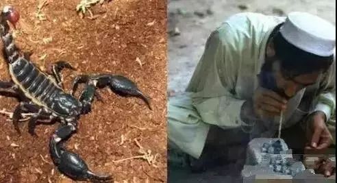蝎子烟真的能吸吗,蝎子烟