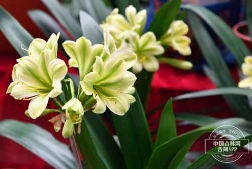 第十四届长春君子兰节,第十七届长春君子兰节地址