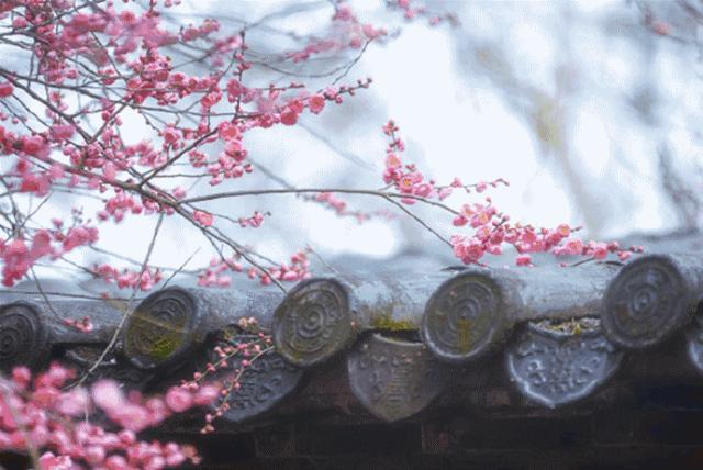 妯辨妗冩潖鏉庢ⅷ杈ㄨ鏂规硶,姊呮潕妗冩潖妯辫姳鎬庝箞鍖哄垎