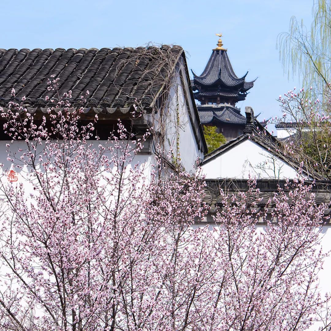 妯辨妗冩潖鏉庢ⅷ杈ㄨ鏂规硶,姊呮潕妗冩潖妯辫姳鎬庝箞鍖哄垎