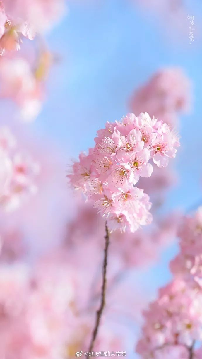 妯辨妗冩潖鏉庢ⅷ杈ㄨ鏂规硶,姊呮潕妗冩潖妯辫姳鎬庝箞鍖哄垎