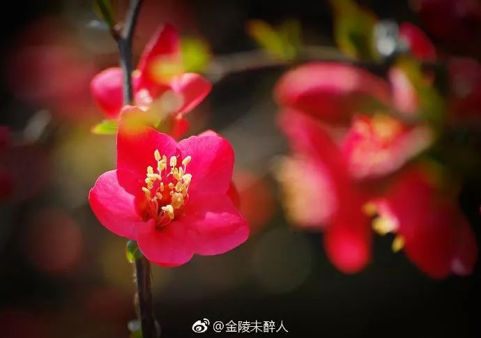 妯辨妗冩潖鏉庢ⅷ杈ㄨ鏂规硶,姊呮潕妗冩潖妯辫姳鎬庝箞鍖哄垎