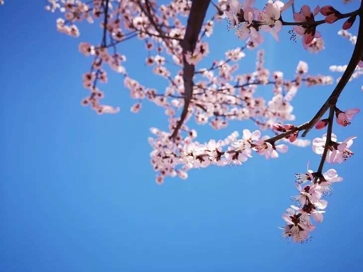 西检播报高清视频,西检动态图