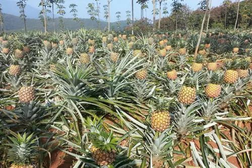 小编的傻媳妇买了菠萝，非要说是凤梨！还要给我科普……