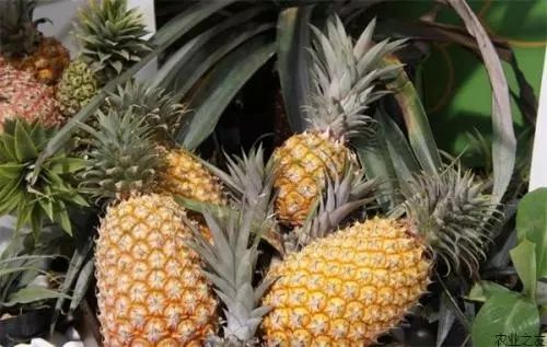 小编的傻媳妇买了菠萝，非要说是凤梨！还要给我科普……
