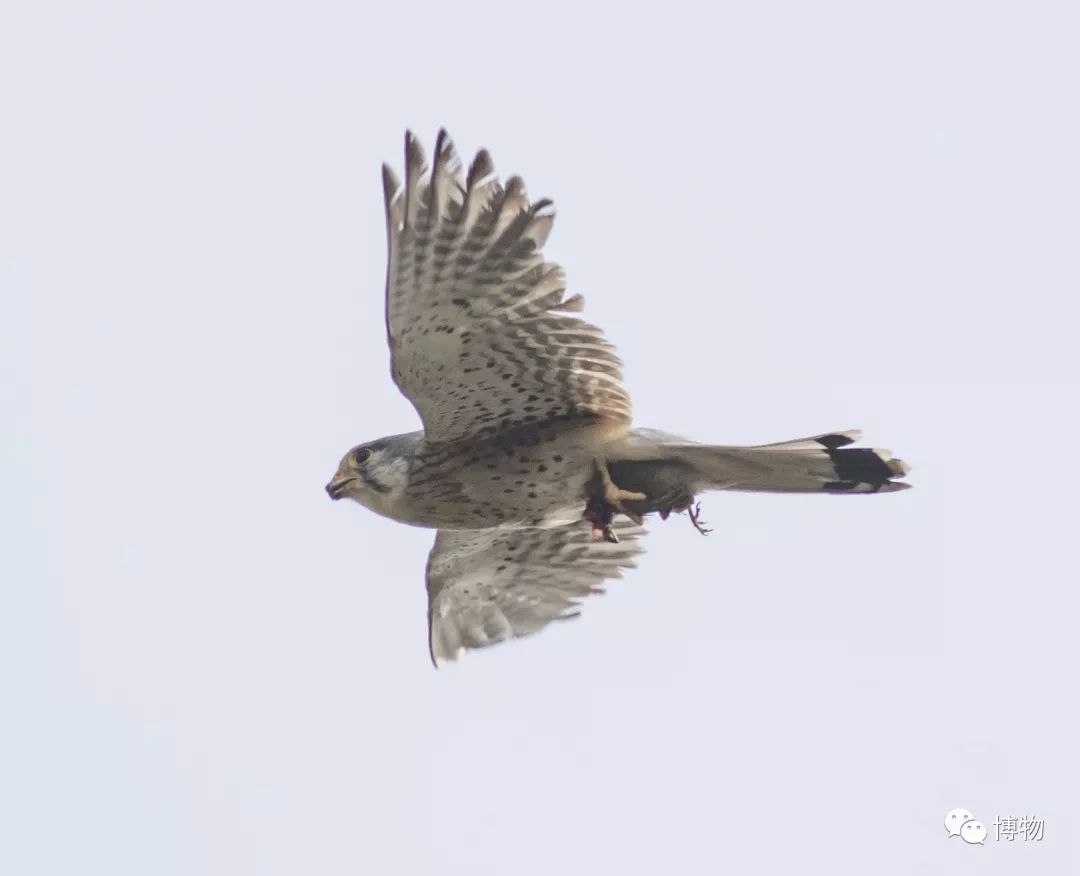 啥是猛禽啊,很大个的猛禽