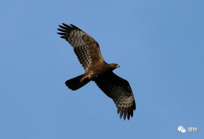 啥是猛禽啊,很大个的猛禽