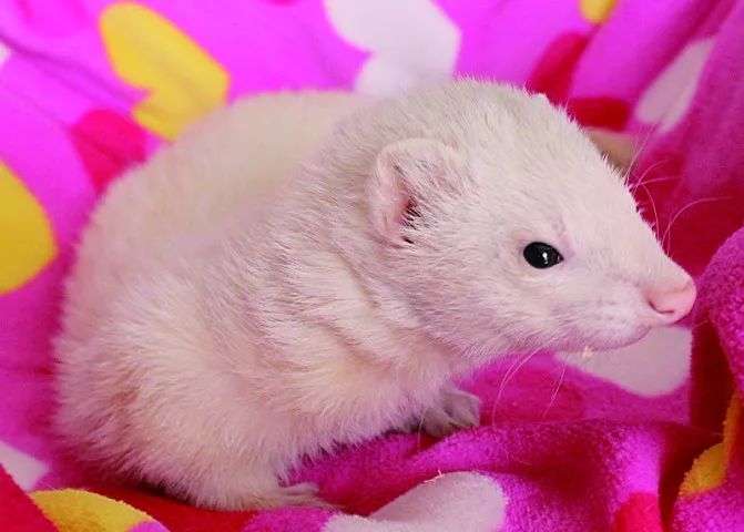 萌宠雪貂多少钱一只啊,萌宠雪貂的视频