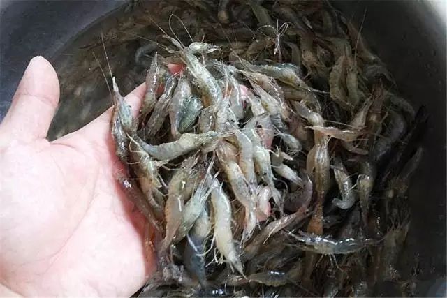 中等大小河虾怎么处理,放河虾笼的技巧视频
