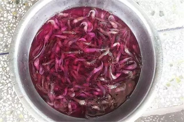 中等大小河虾怎么处理,放河虾笼的技巧视频